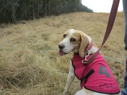 Vadászat beagle fajtájú kutya eb