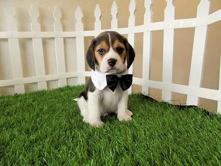 Beagle (câine)