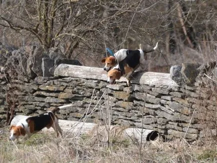 Vadászat beagle fajtájú kutya eb