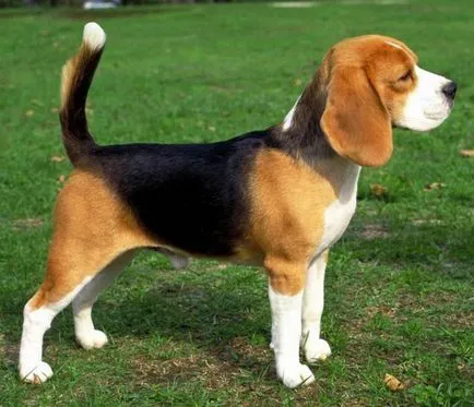 Beagle (câine)