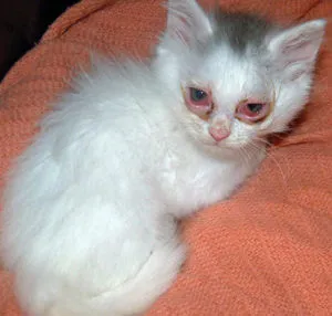 Eye заболяванията в Котки - симптоми и лечение на възпаление