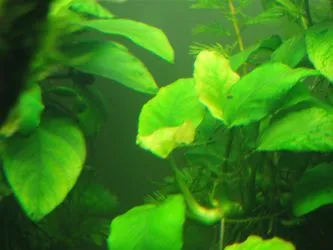 Betegségei akváriumi növények
