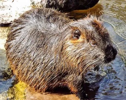 Nutria betegség tünetei és a kezelés