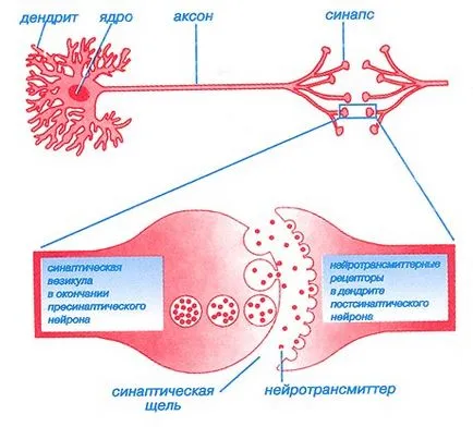 Parkinson-kór meghatározás, járványtan, etiológiájú persze, jelek, tünetek és diagnózis