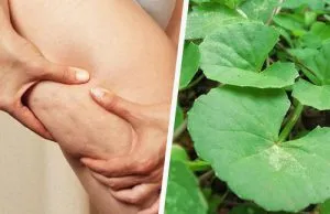 Asiatica în produsele cosmetice Centella