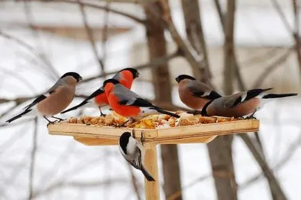 Ce și cum să se hrănească păsările în lumea de iarnă de sex feminin