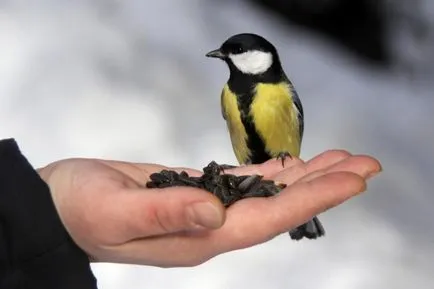 Какво и как да се хранят птиците през зимата женски свят