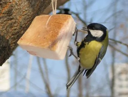 Ce și cum să se hrănească păsările în lumea de iarnă de sex feminin
