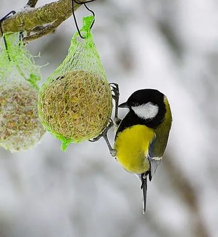 Какво и как да се хранят птиците през зимата женски свят