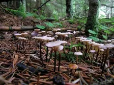 Chesnochnik обикновен (Marasmius scorodonius)