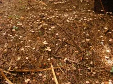 Chesnochnik обикновен (Marasmius scorodonius)