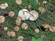 Chesnochnik обикновен (Marasmius scorodonius)