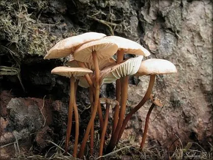 Chesnochnik обикновен (Marasmius scorodonius)