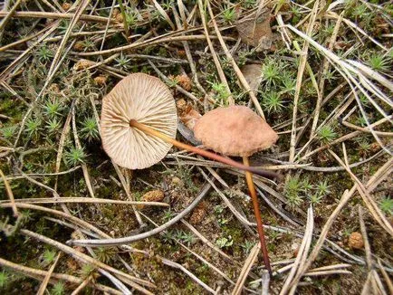 Chesnochnik обикновен (Marasmius scorodonius)