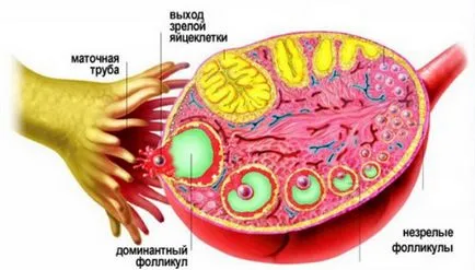 Какво е овулацията при жените - знаците и методи за определяне на