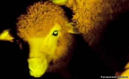Чудеса на генното инженерство светят в тъмното овцете - чудесата на науката - новини