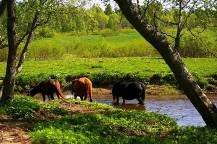 Ce să vezi într-o pădure de pini principalele atracții cu fotografii, descrieri, adrese