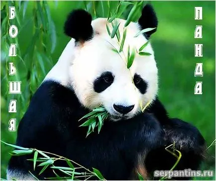 Ce fel de animal este panda