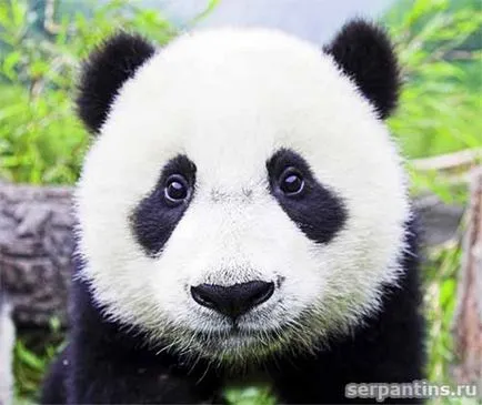 Ce fel de animal este panda