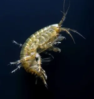 Artemia ciszták, gammarus, vetítések gammarus