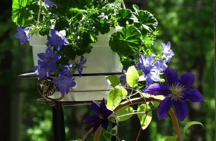 Flori pe un balcon sau loggie ampelnye și alte specii, ceea ce este mai bine pentru a planta