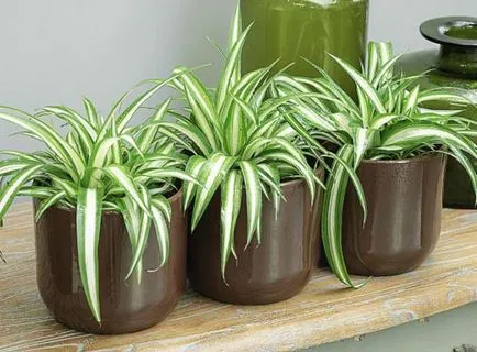 цвете Chlorophytum