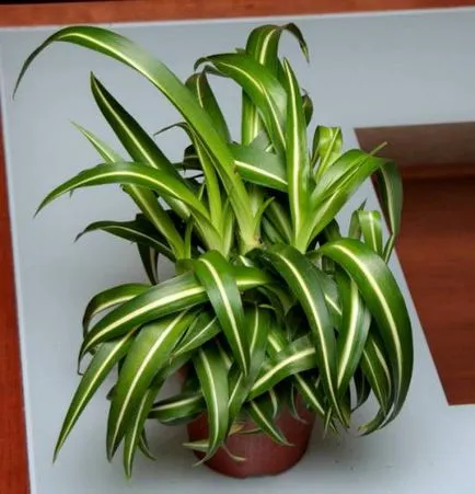 цвете Chlorophytum