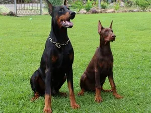 câine Doberman „sânge albastru“ - descrierea rasei, caracter, se intelege bine cu copiii, dacă Doberman