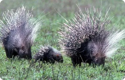 Porcupine (на латински: