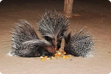 Porcupine (limba latină: