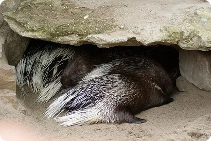 Porcupine (limba latină: