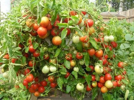 За какви цели домати храсти трябва да се полива с йод