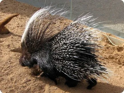 Porcupine (limba latină: