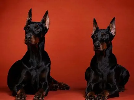 Doberman kutya „kék vér” - a fajta leírását, karakter, jól kijön a gyerekekkel, ha dobermann