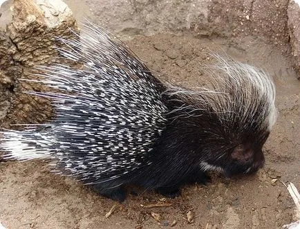 Porcupine (на латински: