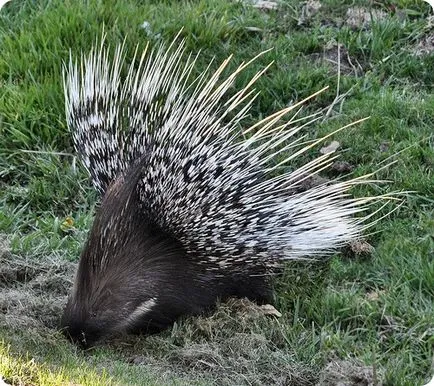 Porcupine (на латински: