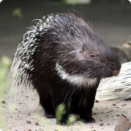 Porcupine (на латински: