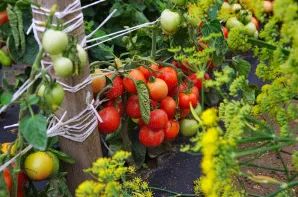 soiuri de înălțime medie de tomate