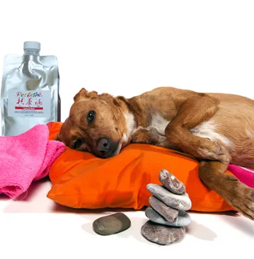Tratamente spa pentru câini mit sau realitate?