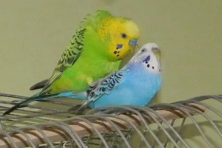 budgerigars mating formând perechi