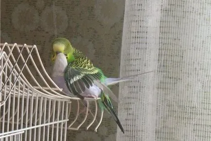 budgerigars mating formând perechi