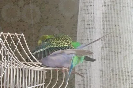 budgerigars mating formând perechi