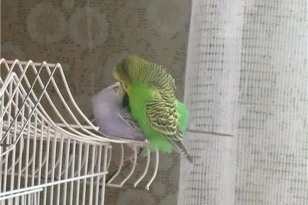 budgerigars mating formând perechi