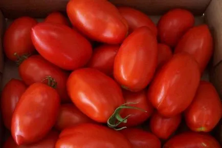 soiuri de înălțime medie de tomate