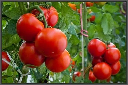 soiuri de înălțime medie de tomate