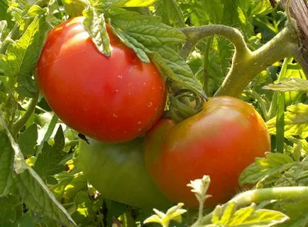 soiuri de înălțime medie de tomate