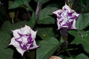 Datura цвете снимка и описание