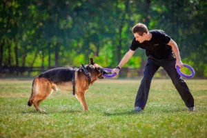 Serviciul de formare câini reguli de bază