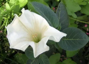 Datura цвете снимка и описание