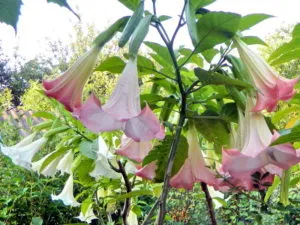 Datura цвете снимка и описание